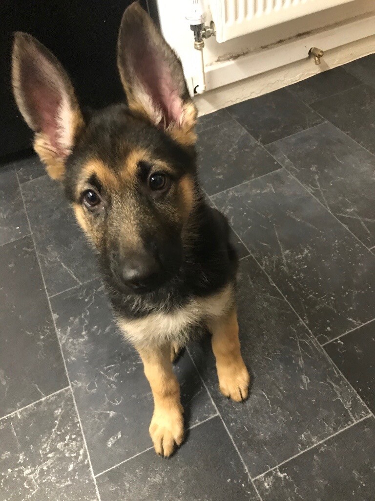 german shepherds for sale gumtree